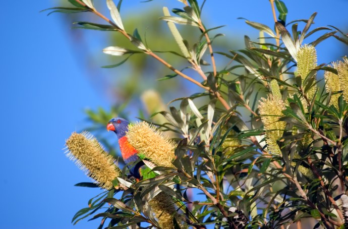 A,Rainbow,Lorikeet,Is,Eating,From,A,Large,Banksia,Flower